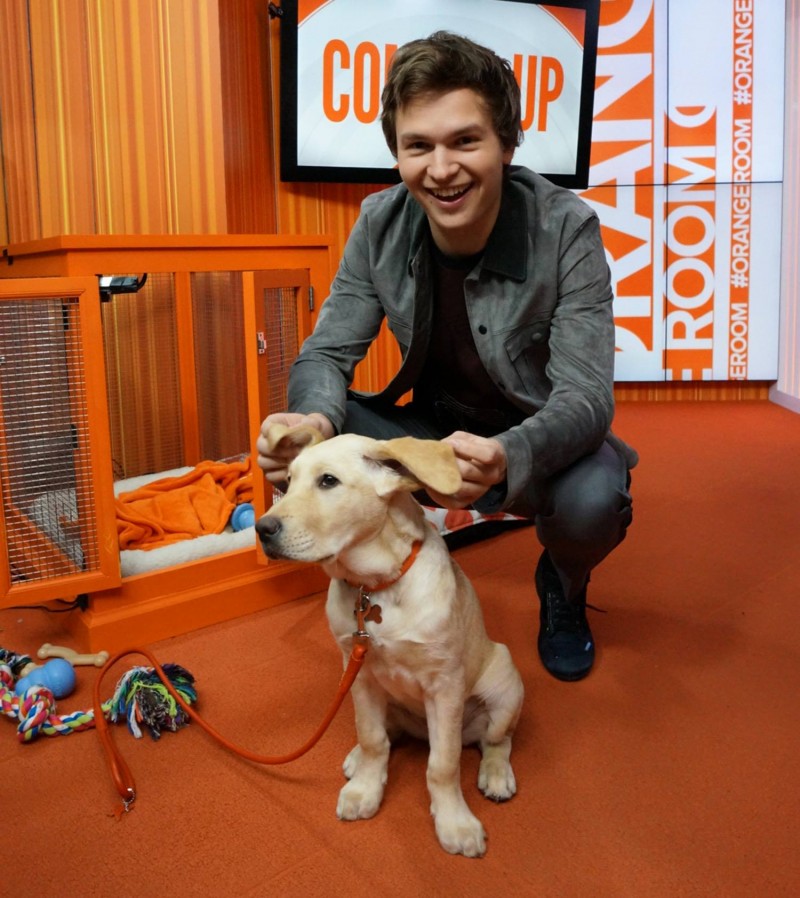 Wearing a stylish gray suede jacket, Ansel Elgort poses with official Today Show dog Wrangler.
