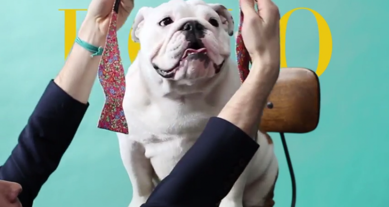 Ralph Lauren shows how to tie a Bow Tie with the help of a pitbull. 