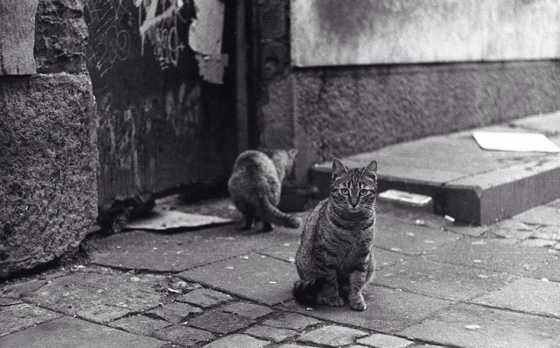 George Culafic shares a picture of cats he took in Belgrade, Serbia.