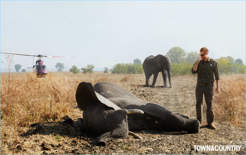 Photographed in Malawi, Prince Harry observes elephant, which has been darted for translocation.