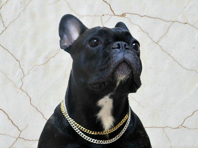 bulldog with chain