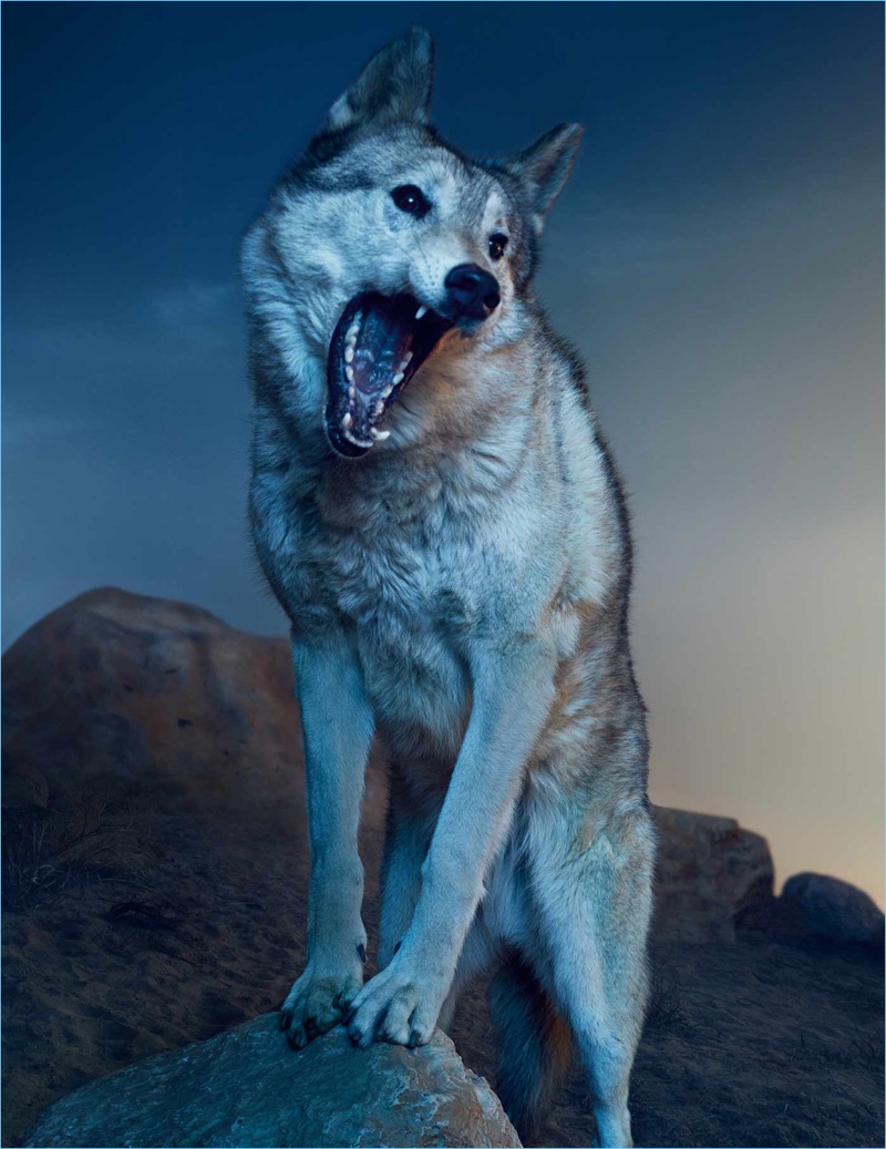 A visual of a wolf complements the idea of darkness for the Dior Sauvage campaign.