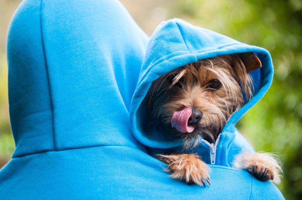 5 Adorable Fashion Trends Every Dog Owner Must Try