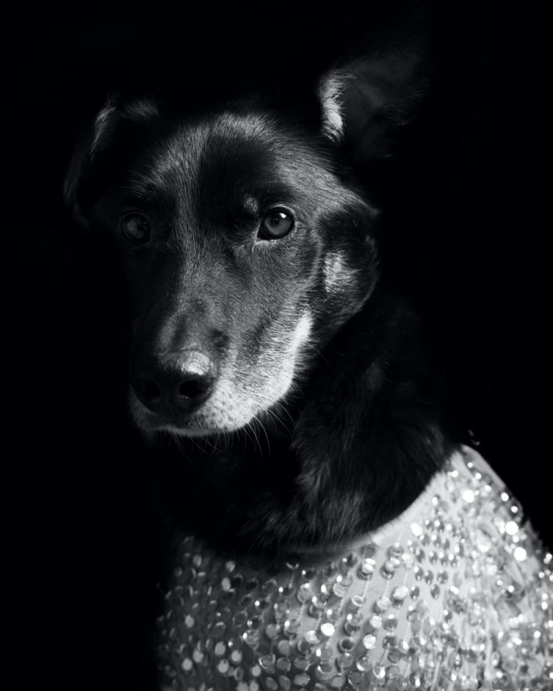 Dog Sequins