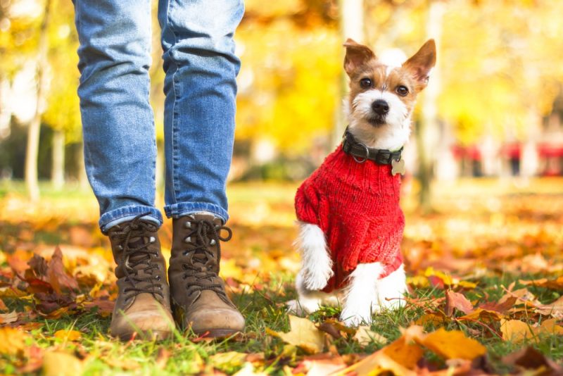 Man Walking Dog Wearing Boots