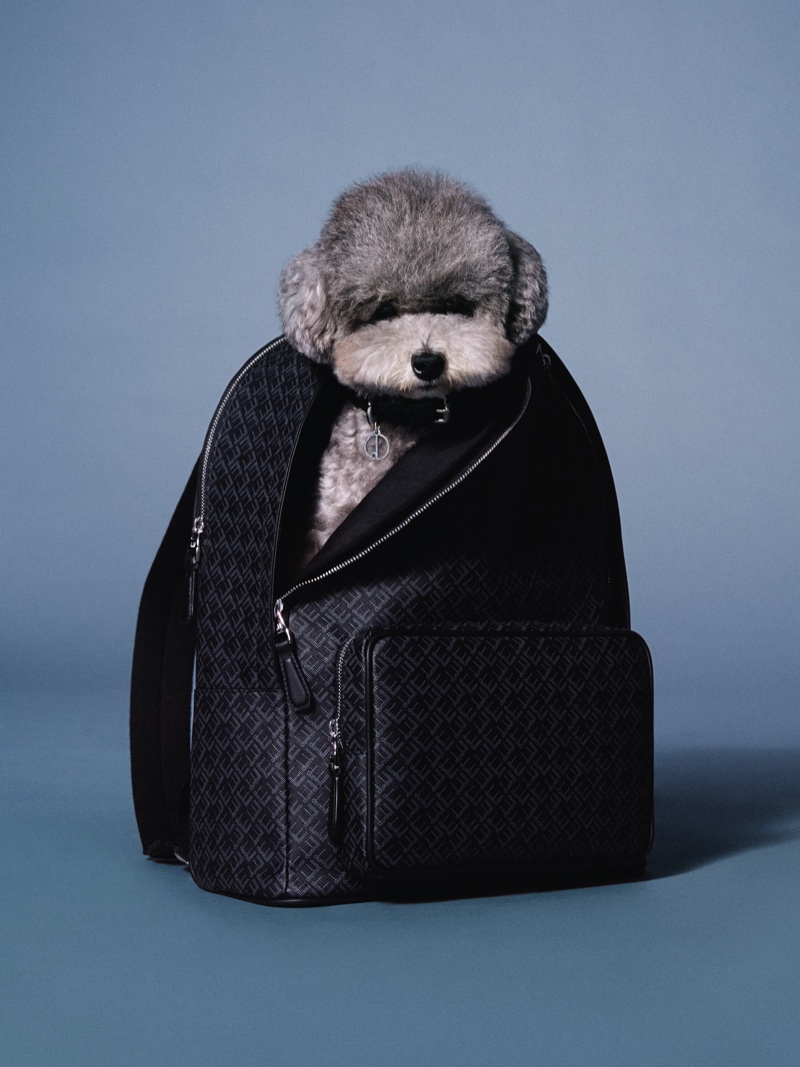 Theo the Toy Poodle makes an appearance in Dunhill's Festive campaign.