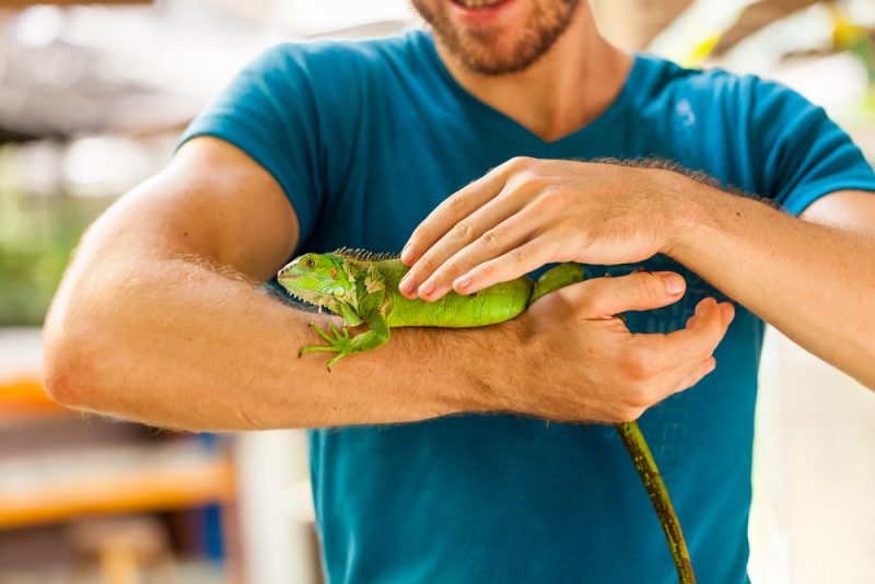 Man and Pet Iguana