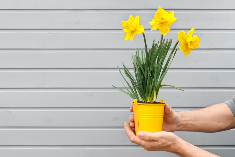 Daffodils Daffodils