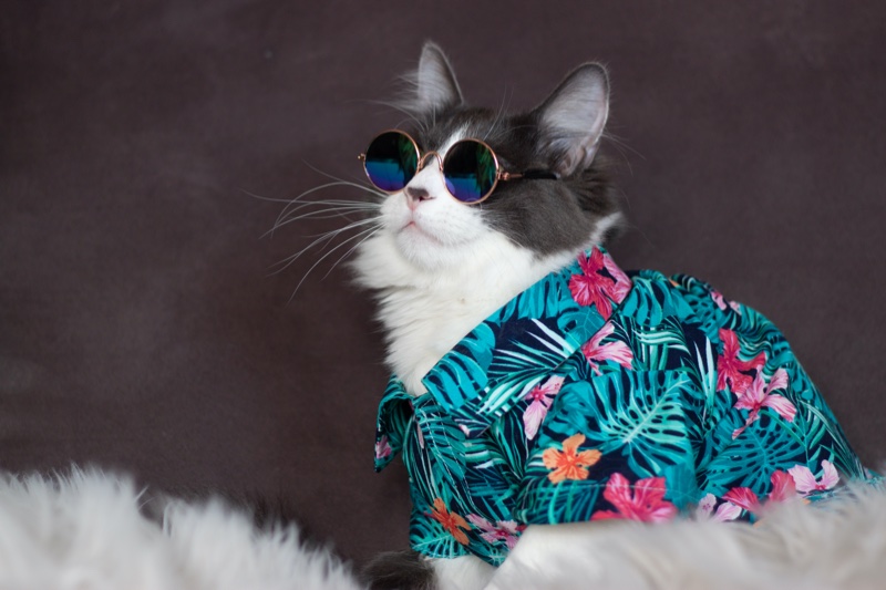Cat Tropical Print Shirt Sunglasses