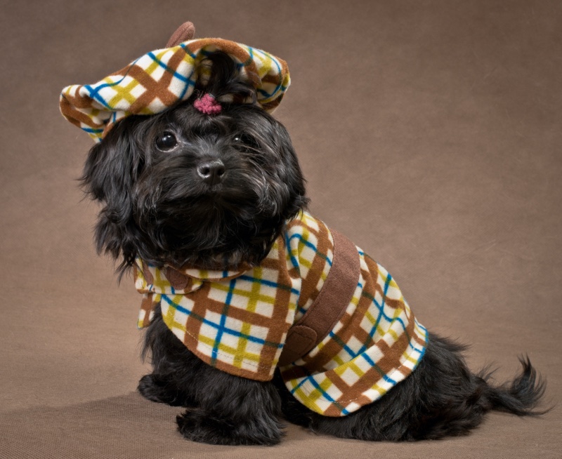 Cute Dog Beret Dress