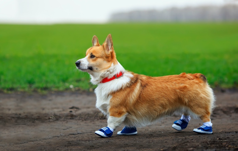 Dog Wearing Booties