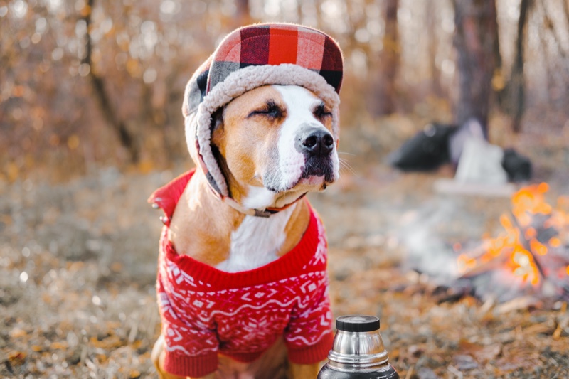 Dog Wearing Clothes Woods