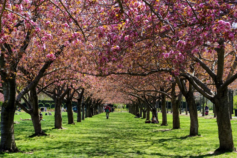 Brooklyn Botanical Gardens