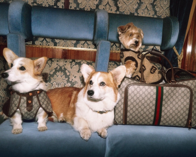 The Gucci Gift campaign features the fashion house's luxurious dog accessories.