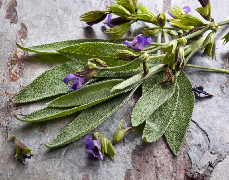 Aromatic Fragrance Family Sage