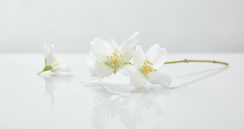 Floral Fragrance Family Jasmine Floral Fragrance Family Jasmine