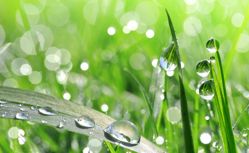 Fresh Fragrance Family Morning Dew Leaves Fresh Fragrance Family Morning Dew Leaves