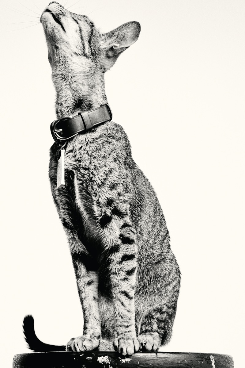 Dunhill Fall Winter 2026