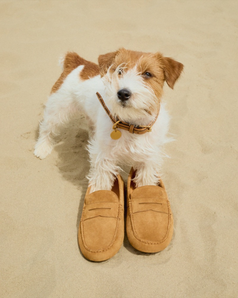 A Jack Russell terrier with a leather collar sits behind a pair of tan suede Tod's Gommino loafers on pale sand