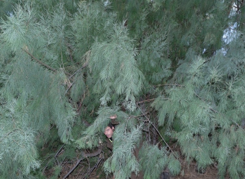 François Arnaud peers out from thick, wispy green branches, mostly hidden from view